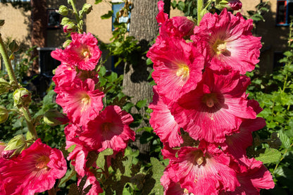 50 Mixed Colors HOLLYHOCK KING HENRY VIII Mix Alcea Rosea Flower Seeds