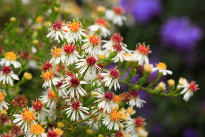 100 WHITE HEATH ASTER Prairie Ericoides Flower Seeds