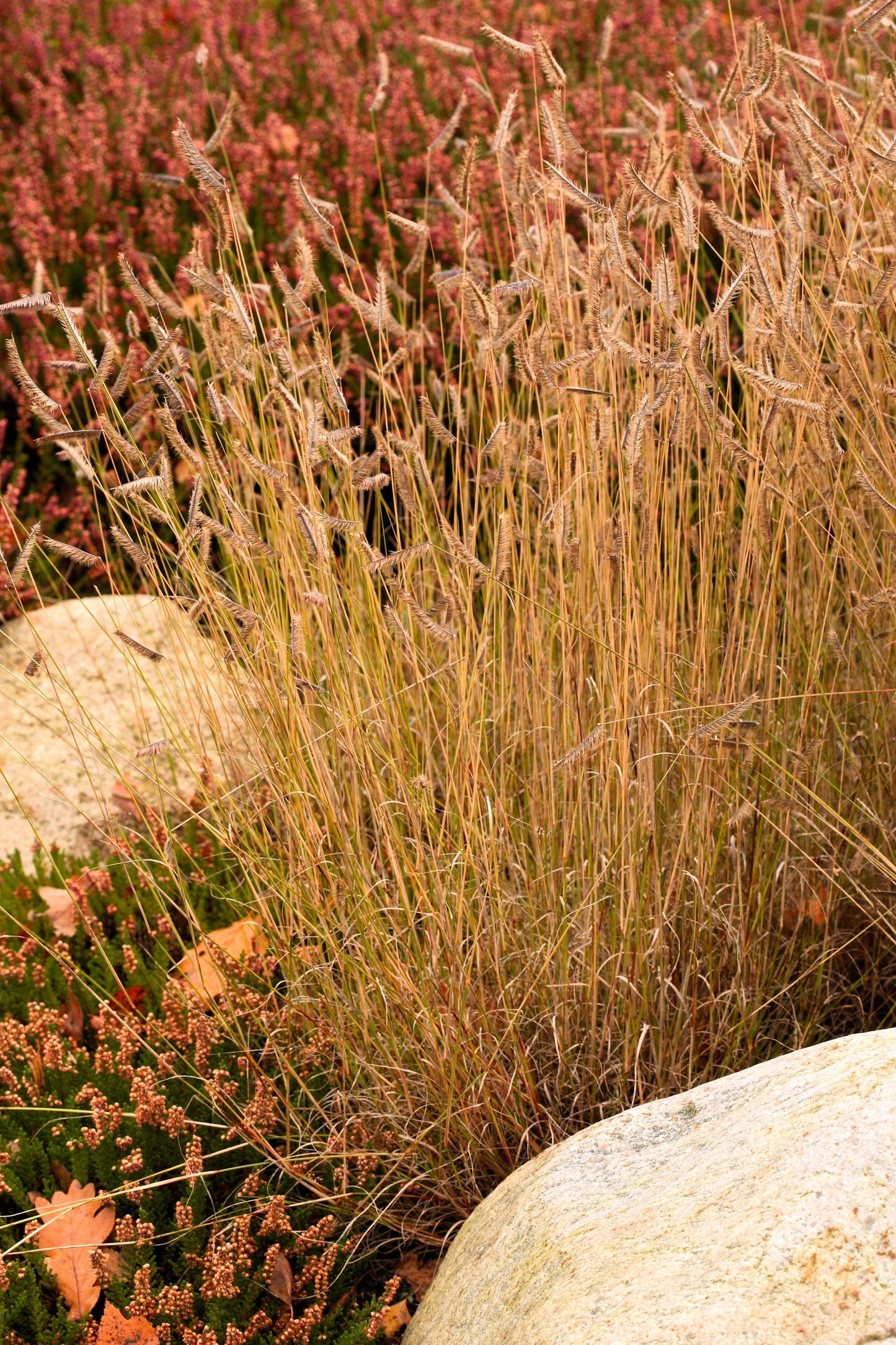 1000 BLUE GRAMA GRASS Gramma Bouteloua Gracilis Flower Mosquito Grass Seeds