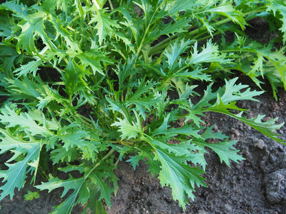 1000 GREEN MIZUNA MUSTARD Japanese Greens Brassica Juncea Herb Vegetable Seeds