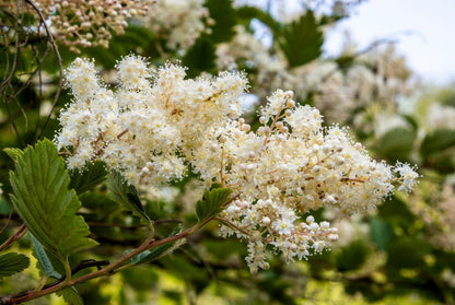 100 White OCEANSPRAY Shrub Creambush Mountain Spray Holodiscus Flower Seeds