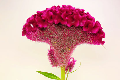 100 CORAL GARDENS Mix CELOSIA Cockscomb Celosia Argentea Cristata Flower Seeds