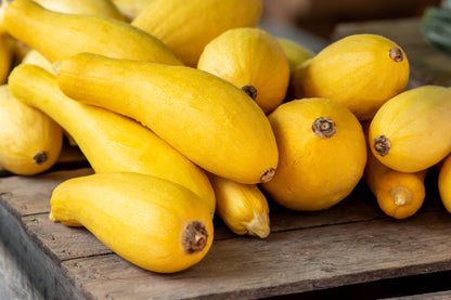 50 Early PROLIFIC STRAIGHTNECK SQUASH Yellow Summer Bush Heirloom Seeds
