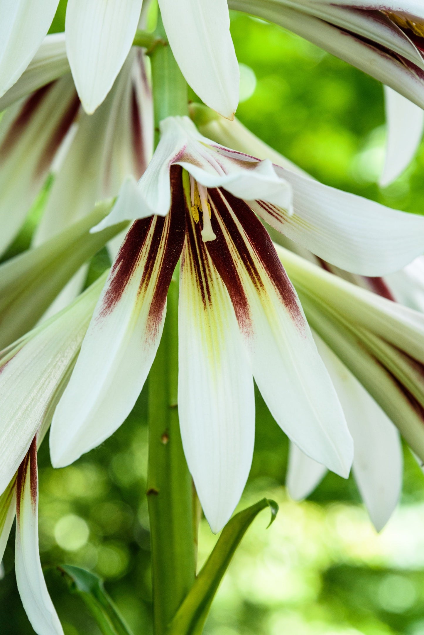 10 Seeds GIANT HIMALAYAN LILY Cardiocrinum Giganteum White & Red Shade Flower