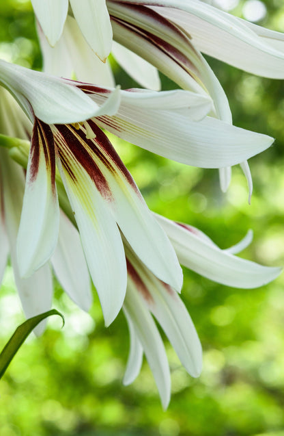 10 Seeds GIANT HIMALAYAN LILY Cardiocrinum Giganteum White & Red Shade Flower