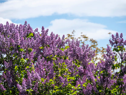 25 FRENCH / Old FASHIONED LILAC Syringa Vulgaris Flower Shrub Bush Seeds