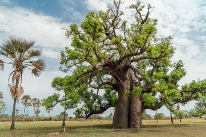 1000 BULK African BAOBAB TREE Adansonia Digitata Monkey Bread Judas Fruit Seeds