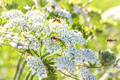 400 CARAWAY Carum Carvi HERB Flower Seeds