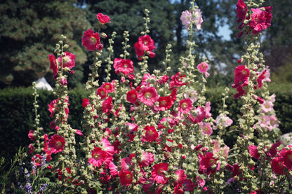50 Mixed Colors HOLLYHOCK COUNTRY ROMANCE Mix Alcea Rosea Flower Seeds