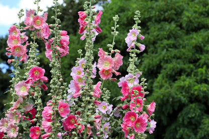 50 Mixed Colors HOLLYHOCK KING HENRY VIII Mix Alcea Rosea Flower Seeds