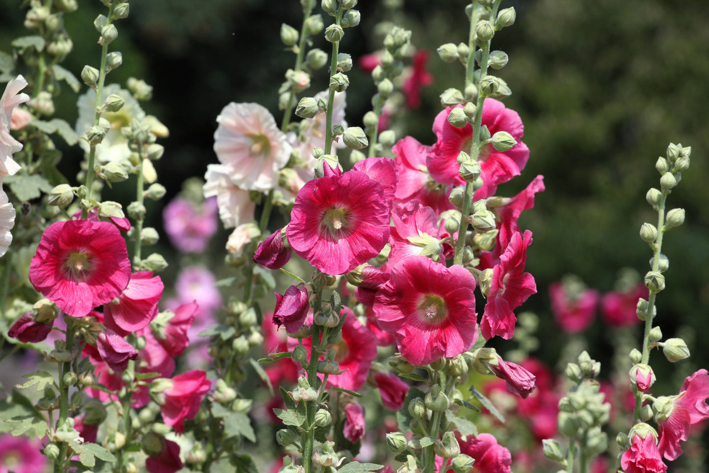 50 Mixed Colors HOLLYHOCK KING HENRY VIII Mix Alcea Rosea Flower Seeds