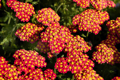 600 RED YARROW Achillea Millefolium Rubra Flower Seeds