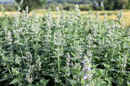 200 Lemon LEMONY CATNIP Nepeta Cataria Citriodora Herb Flower Seeds