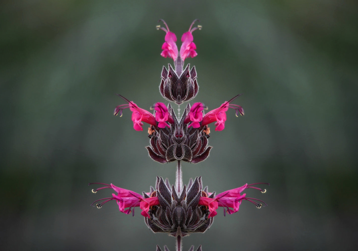 10 Organic California HUMMINGBIRD SAGE Salvia Spathacea Magenta Red Flower Herb Seeds