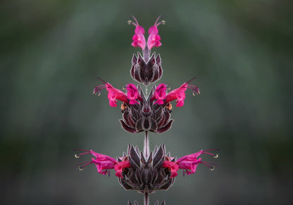 10 Organic California HUMMINGBIRD SAGE Salvia Spathacea Magenta Red Flower Herb Seeds