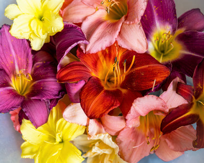 10 MIXED COLORS DAYLILY Hemerocallis Day Lily Fine Mix Red Purple Flower Seeds