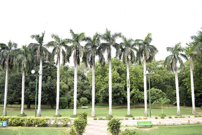 10 Florida ROYAL PALM Roystonea Regia Tree Houseplant Seeds