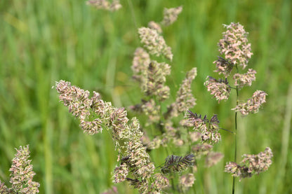 3000 QUICKDRAW ORCHARDGRASS Cat Grass Petgrass Cocksfoot Cool-Season Sun or Shade Dactylis GlomerataPerennial Bunchgrass Quick Draw Grass Seeds