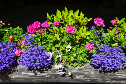 200 Lavender & White MRS CLIBRAN LOBELIA Erinus Flower Seeds