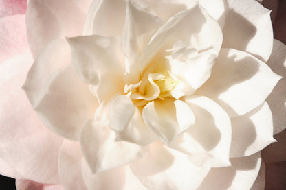 50 GARDENIA Jasminoides / CAPE JASMINE Fragrant White Shrub Houseplant Flower Seeds