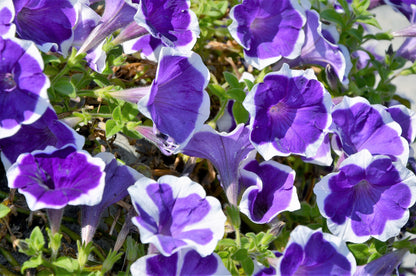 50 PICOTEE MIX PETUNIA Multiflora Mixed Colors Bicolor White Blue Purple Pink Red Flower Seeds