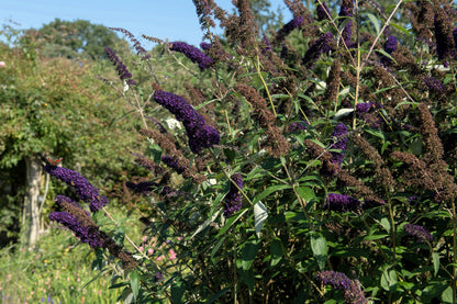 50 Dark PURPLE BUTTERFLY BUSH Buddleja Davidii Hummingbird Shrub Fragrant Flower Seeds