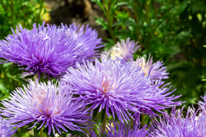 30 VIOLET Purple NEEDLE ASTER Callistephus Chinensis Unicom Flower Seeds