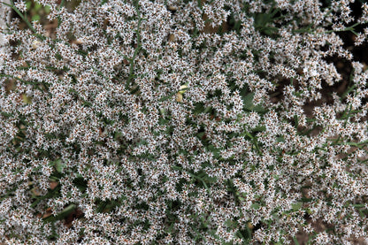 30 GERMAN STATICE White Sea Lavender Goniolimon Tataricum Limonium Flower Seeds