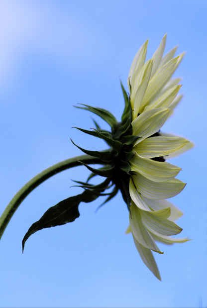 50 VANILLA ICE SUNFLOWER Two Tone Light Yellow Helianthus Annuus Flower Seeds