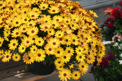 20 MIXED COLORS OSTEOSPERMUM Ecklonis African Cape Daisy Flower Seeds