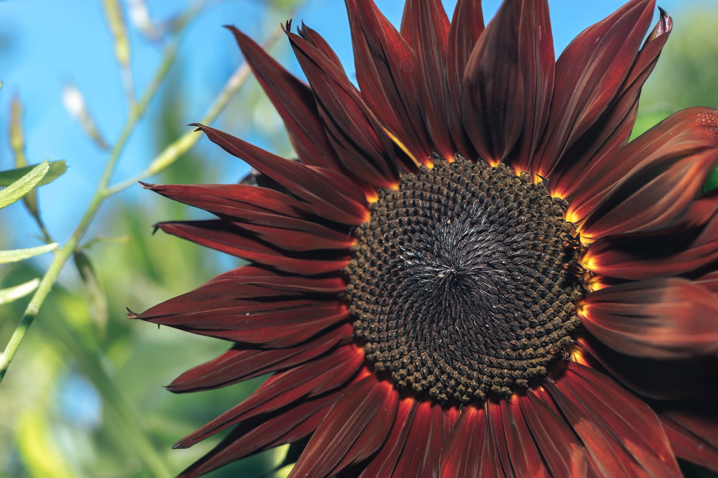 25 CHOCOLATE CHERRY SUNFLOWER Helianthus Annuus Red & Brown Flower Seeds