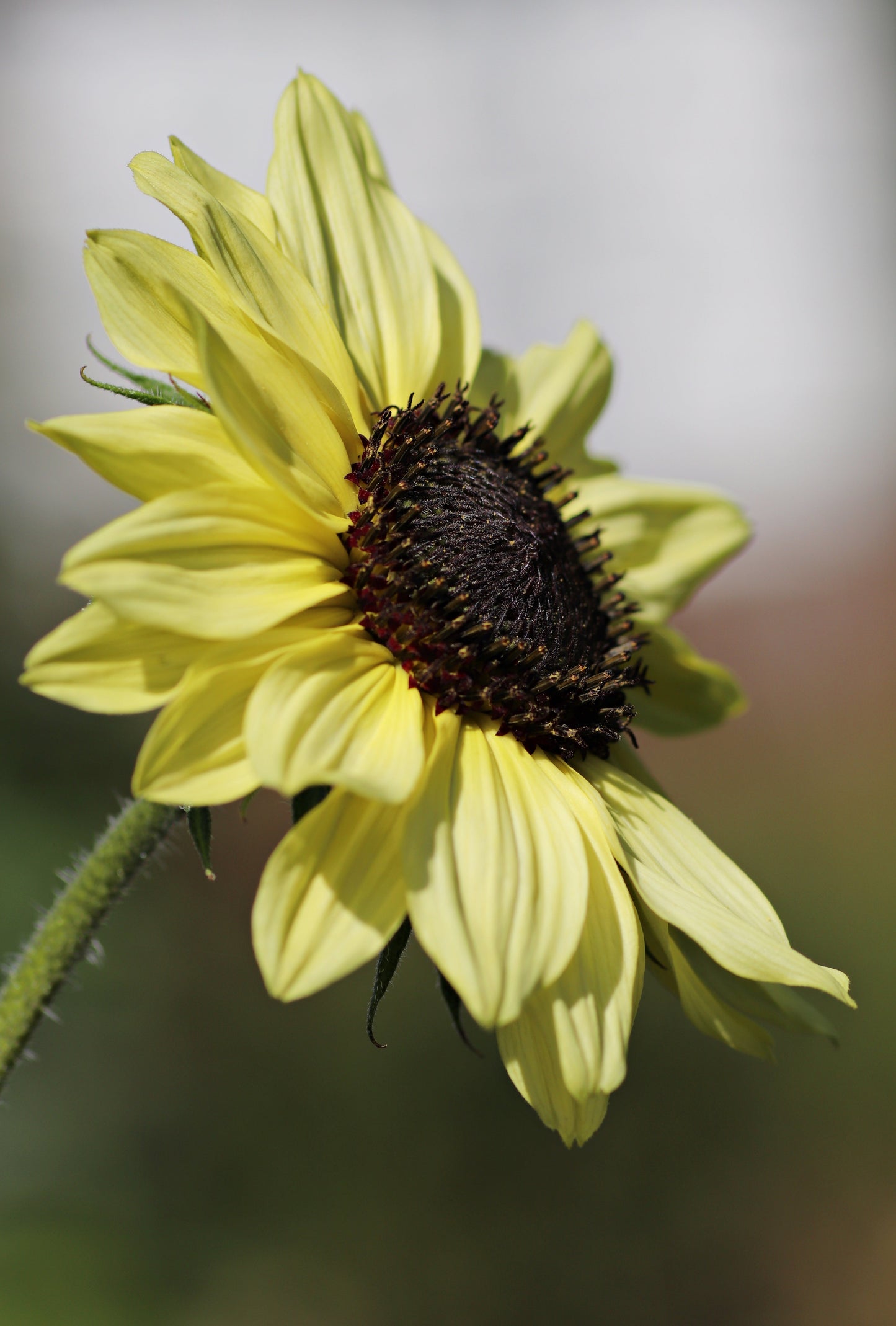 50 VANILLA ICE SUNFLOWER Two Tone Light Yellow Helianthus Annuus Flower Seeds