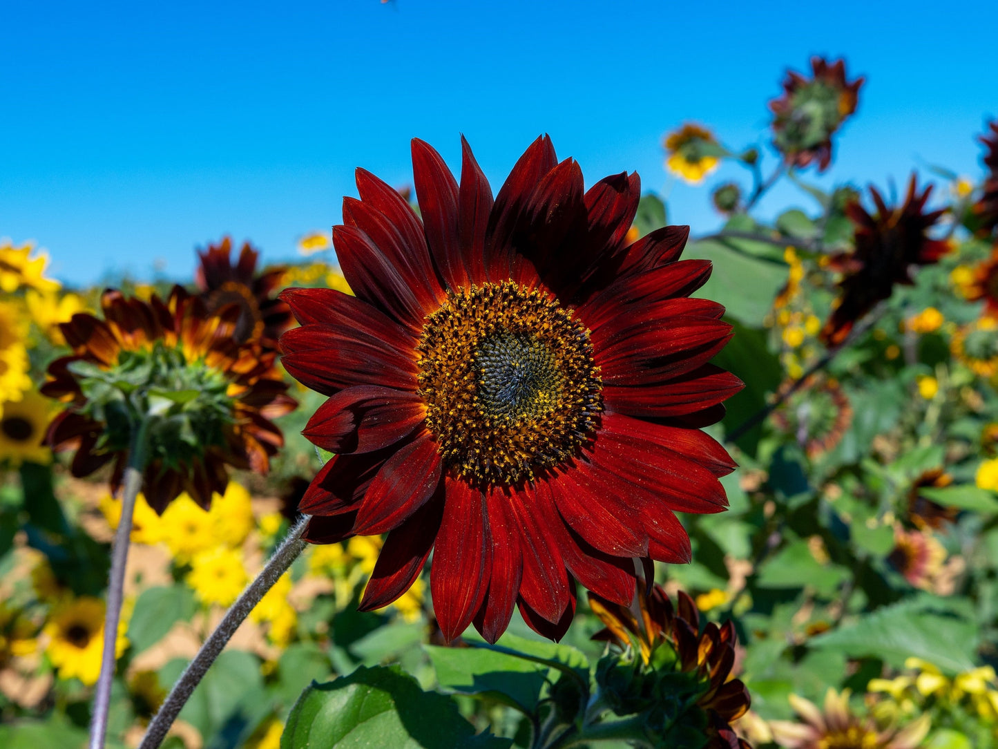 25 CHOCOLATE CHERRY SUNFLOWER Helianthus Annuus Red & Brown Flower Seeds