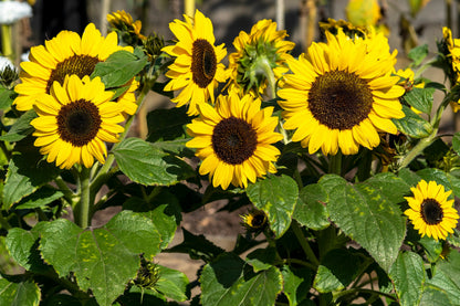 30 INCREDIBLE DWARF SUNFLOWER Helianthus Annuus Flower Seeds