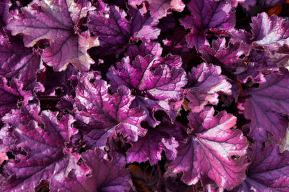 1200 Mixed Colors CORAL BELLS HEUCHERA Shade Flower Seeds
