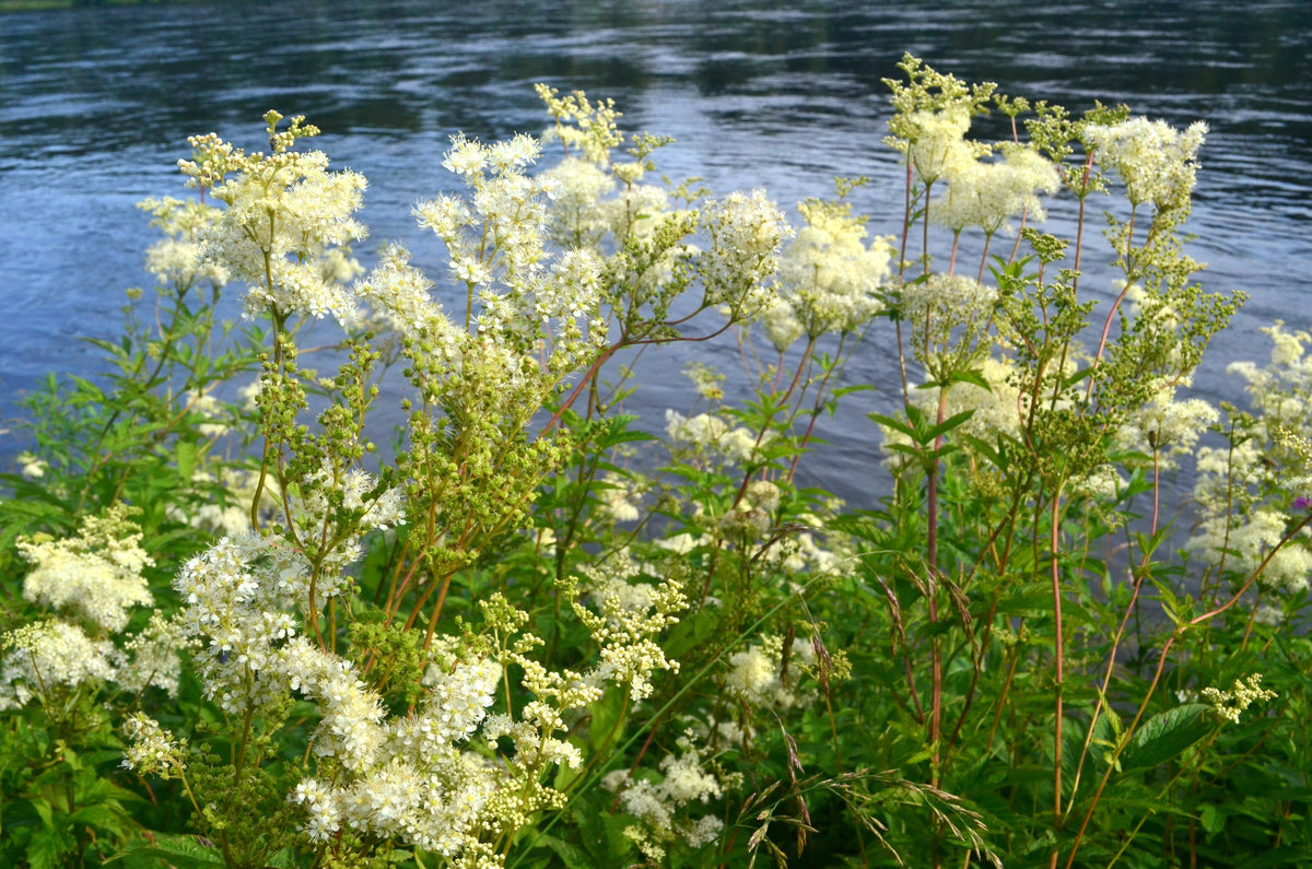 20 QUEEN of the MEADOW Filipendula Ulmaria Meadowsweet Native Prairie Fragrant White Flower Seeds