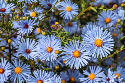 250 SKY BLUE ASTER Azure Aster Azureus Flower Seeds