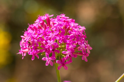 1000 TALL CATCHFLY (Campion / None So Pretty) Silene Armeria Pink Flower Seeds