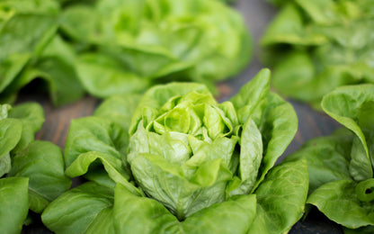 3000 WHITE BOSTON LETTUCE 12" Green Butterhead Lactuca Sativa Vegetable Seeds