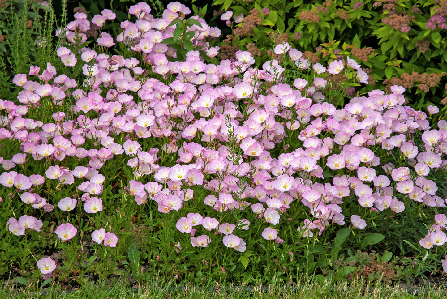 1000 Showy PINK EVENING PRIMROSE (Pink Ladies / Mexican Evening) Oenothera Speciosa Flower Seeds