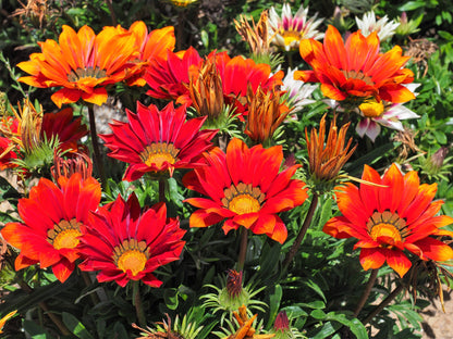 30 Mixed Colors GAZANIA Rigens Treasure Flower Seeds