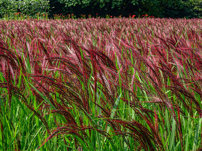 10 RED MAIDEN GRASS Miscanthus Sinensis Plumes Ornamental Flower Seeds