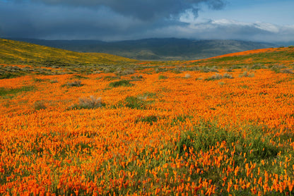 1000 ORANGE CALIFORNIA POPPY Eschscholzia Californica Flower Seeds