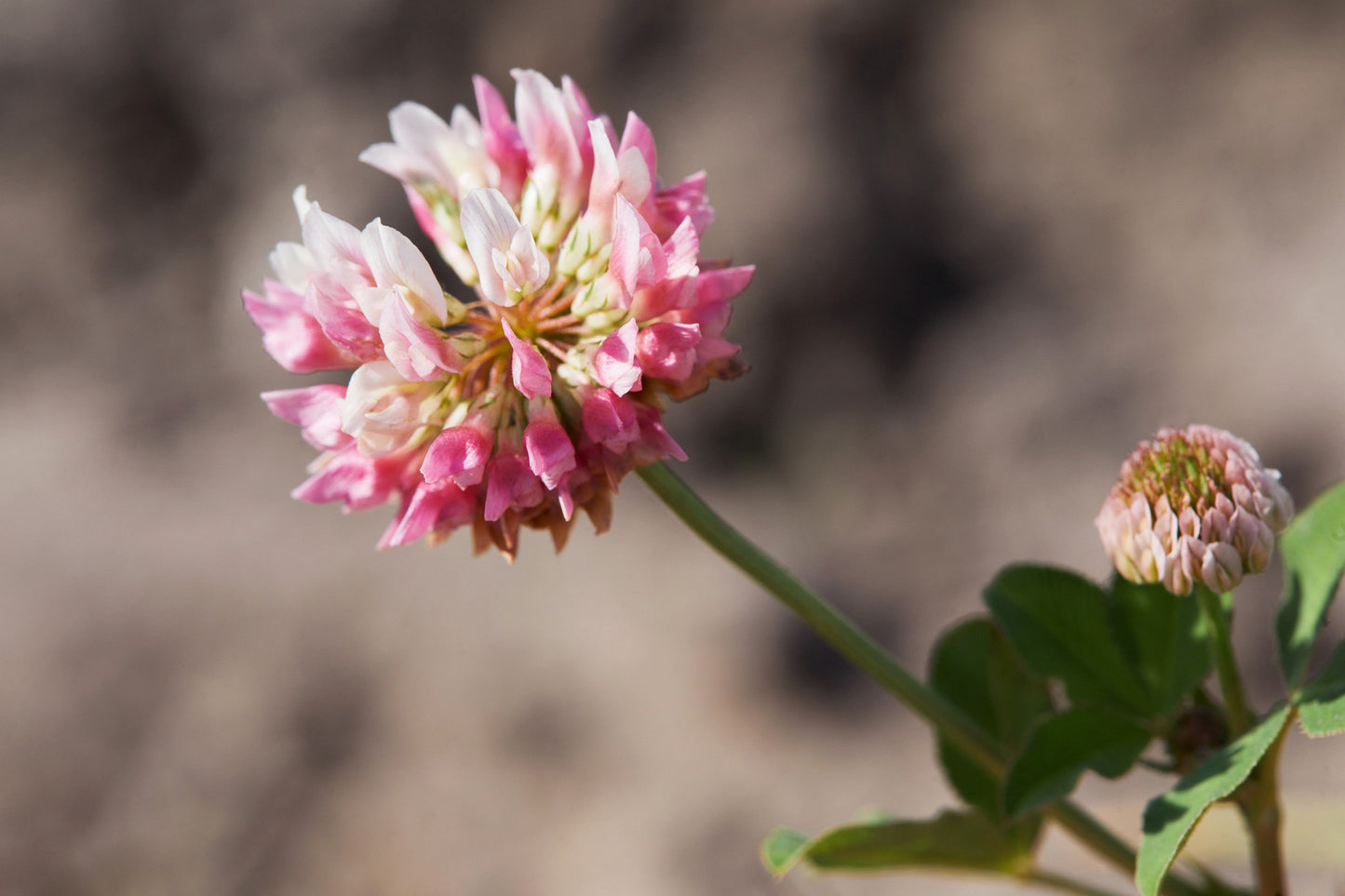 1500 ALSIKE CLOVER Trifolium Hybridum Pink & White Flower Legume Seeds