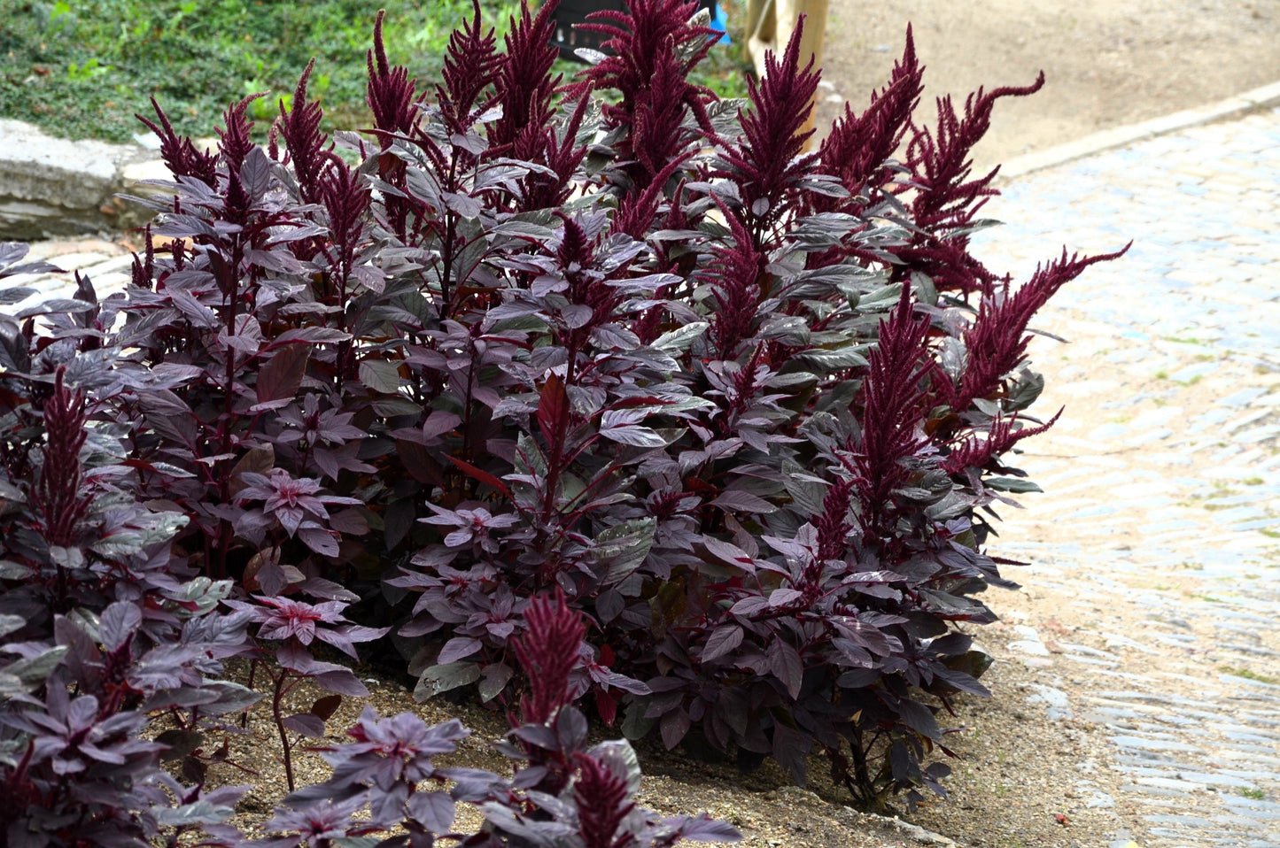 250 BURGUNDY AMARANTHUS Hypochondriacus Amaranth Grain Vegetable Flower Seeds