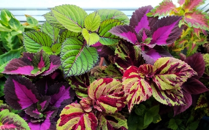 100 Mixed Colors COLEUS RAINBOW MIX Shade Houseplant Solenostemon Flower Seeds
