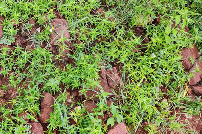 75 SALTWORT Okahijiki Japanese Greens Salsola Komarovii Leaf Vegetable Seeds