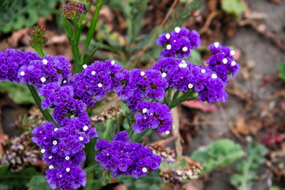 50 Purple STATICE / SEA LAVENDER Limonium Sinuatum Flower Seeds