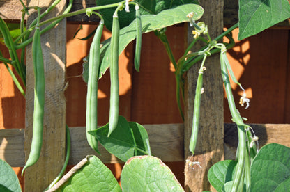 50 FRENCH Blue Lake POLE BEAN Phaseolus Vulgaris Vegetable Seeds