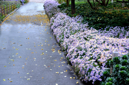 100 HEART LEAVED ASTER Cordifolius Symphyotrichum Blue Wood Aster Flower Seeds